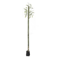 Planta bambu africano b08