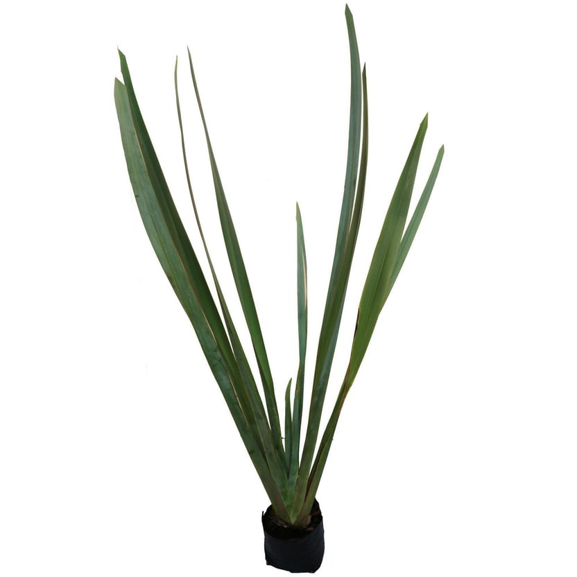 Planta forneo verde b06 - Sodimac.com.mx