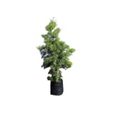 Planta podocarpus b30l