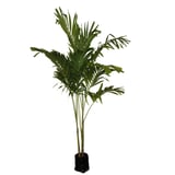 Planta palma kerpis b20