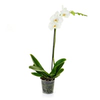Orquídea Phalaenopsis Festiv