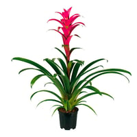 Bromelia 6"