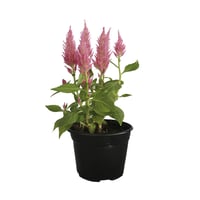 Planta celosia colores m6