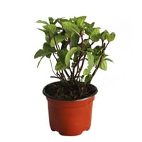 Planta Menta M04