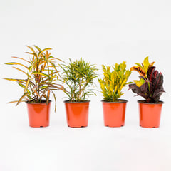 4 ESTACIONES - Planta Natural Crotons Mix