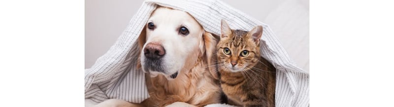 Mascotas, accesorios para perros, perros, gatos, comida para gatos, juguetes para gatos, mascotas, casa para perro, galleta para perro, mordedores