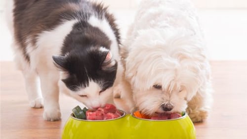 Mascotas, accesorios para perros, perros, gatos, comida para gatos, juguetes para gatos, mascotas, casa para perro, galleta para perro, mordedores