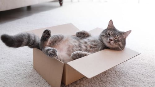 Mascotas, accesorios para perros, perros, gatos, comida para gatos, juguetes para gatos, mascotas, casa para perro, galleta para perro, mordedores