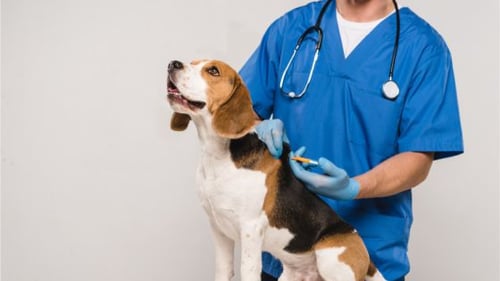 Mascotas, accesorios para perros, perros, gatos, comida para gatos, juguetes para gatos, mascotas, casa para perro, galleta para perro, mordedores