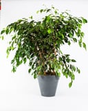 Ficus daniele P24