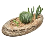 Cactus en piedra diseño C