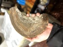 Antiguedades: Fosil Naural de animal acuatico Prehistorico sobre Piedra en dos Mitades de Roca Sedimentada