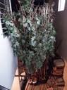 Plantas artificiales. Medida: 180 cm alto. aprox.