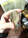 Antiguedades: Fosil Naural de animal Prehistorico en Roca Sedimentada
