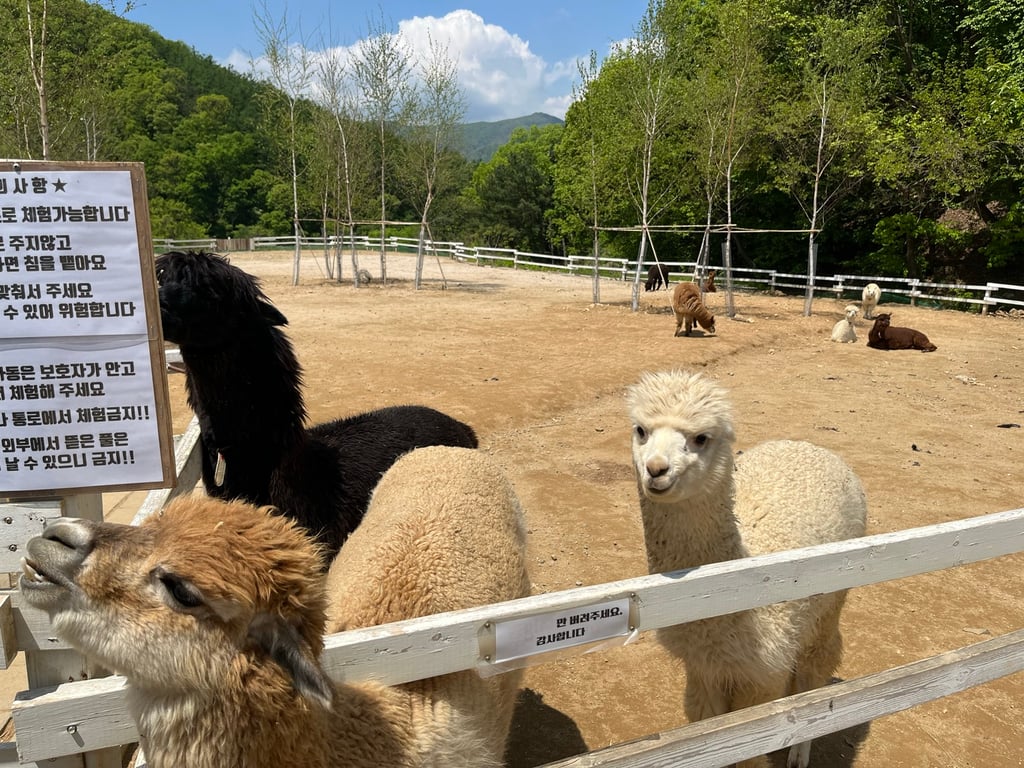 가평 양떼목장 알파카 가까이서 찍은 모습