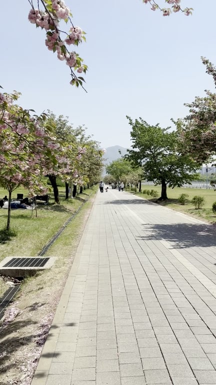 미사경정공원 4월 겹벚꽃 길 — 핑크빛 겹벚꽃나무가 산책로 양옆으로 늘어선 풍경