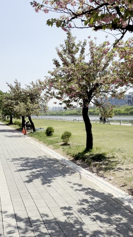 미사경정공원 강변 겹벚꽃 — 한강 옆 겹벚꽃나무와 잔디밭 풍경