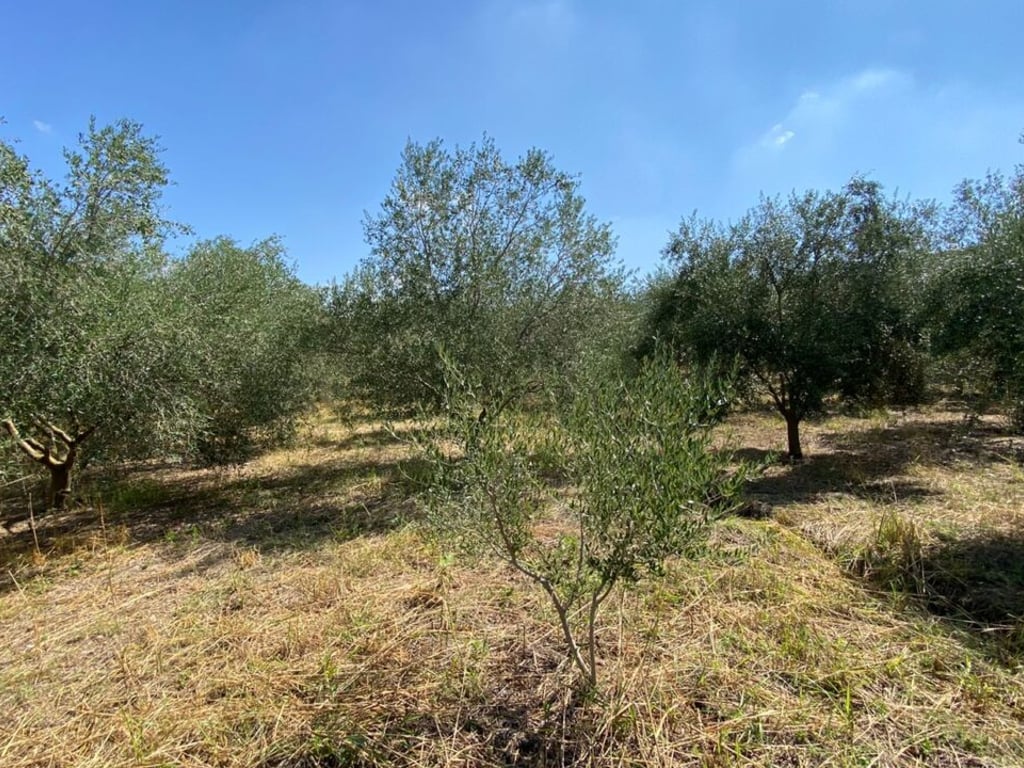 📌Shitet toke me 300 rrenje ullinj vetem 9.5 €/m²,Kryeluzaj(afer Goses se vogel),Kavaje