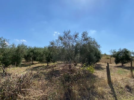 📌Land for sale with 300 olive trees only 8€/m², Kryeluzaj (near Gosa e Vogel), Kavaje