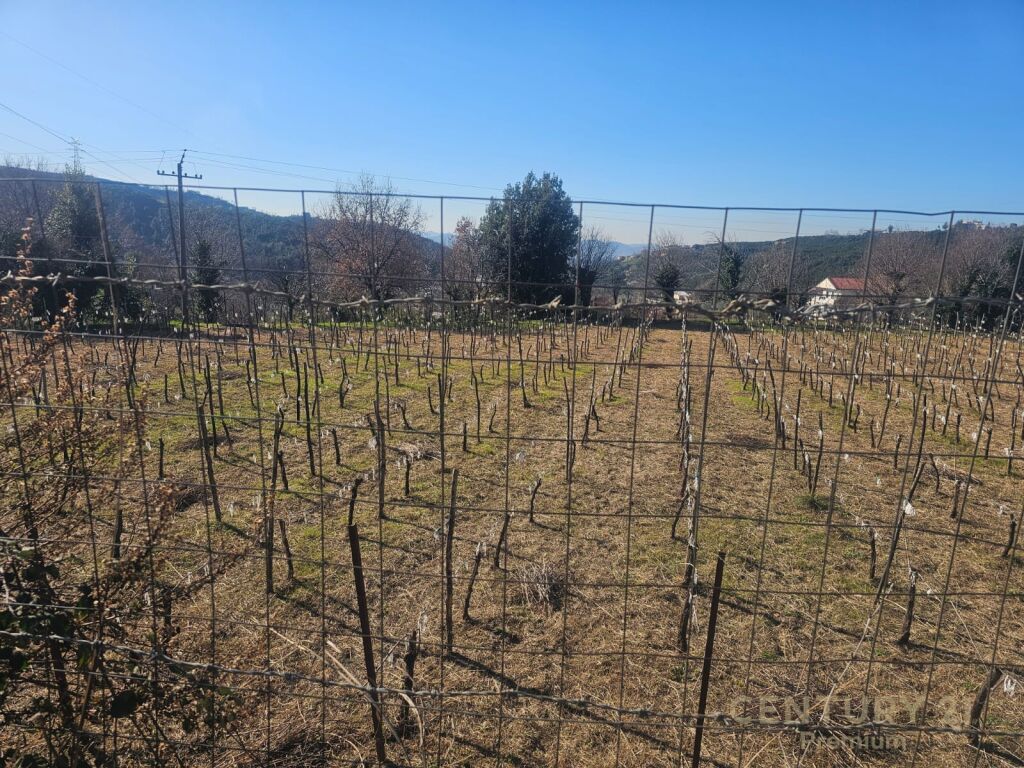 SHITET TOKE NE LANABREGAS, DAJT!