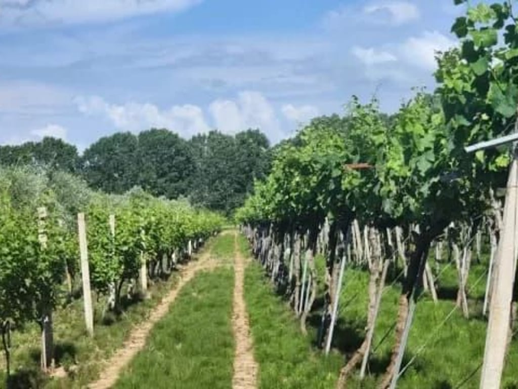 ‼️OKAZION ‼️SHITET TOKE-VRESHTE 20 VITE+ (23 Euro/m2)