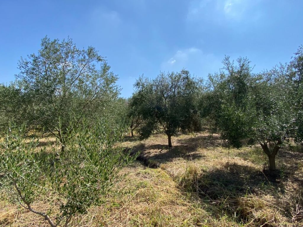 📌Shitet toke me 300 rrenje ullinj vetem 9.5 €/m²,Kryeluzaj(afer Goses se vogel),Kavaje