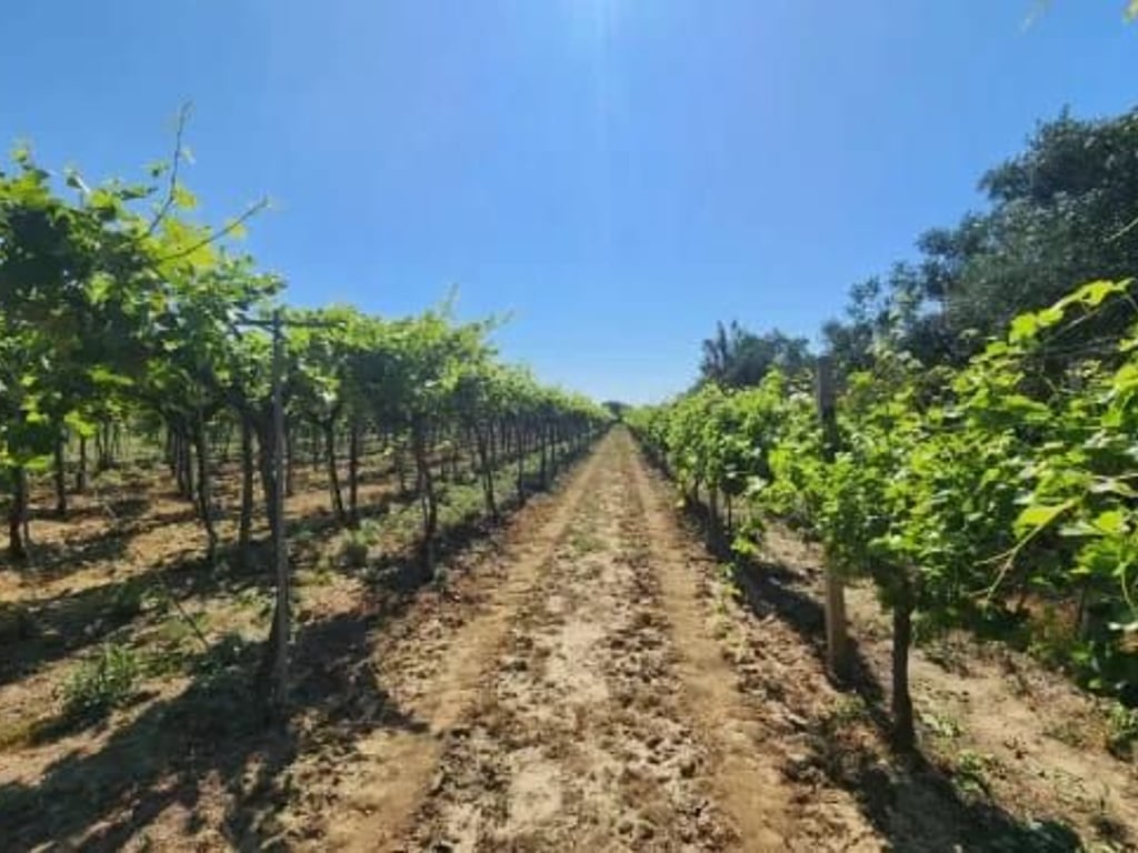 ‼️OKAZION ‼️SHITET TOKE-VRESHTE 20 VITE+ (23 Euro/m2)