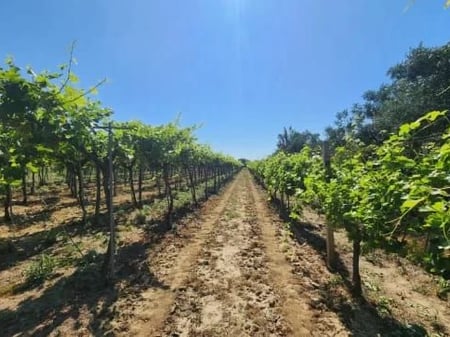 ‼️OKAZION ‼️SHITET TOKE-VRESHTE 20 VITE+ (23 Euro/m2)