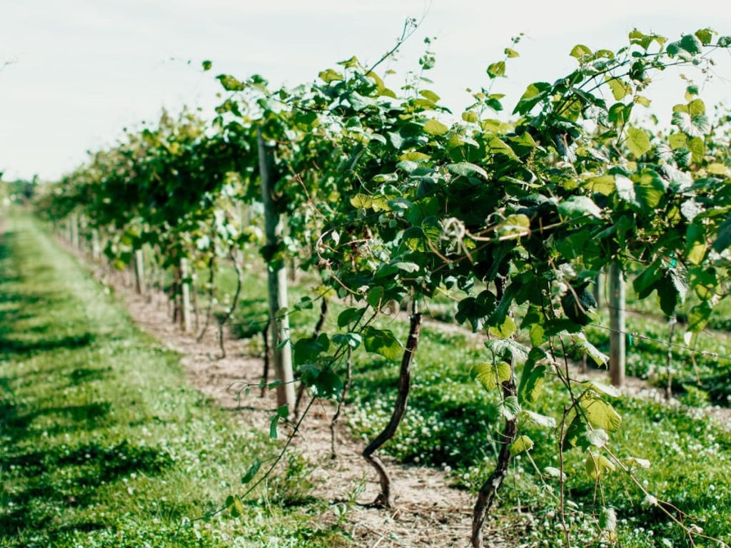 ‼️OKAZION ‼️SHITET TOKE-VRESHTE 20 VITE+ (23 Euro/m2)