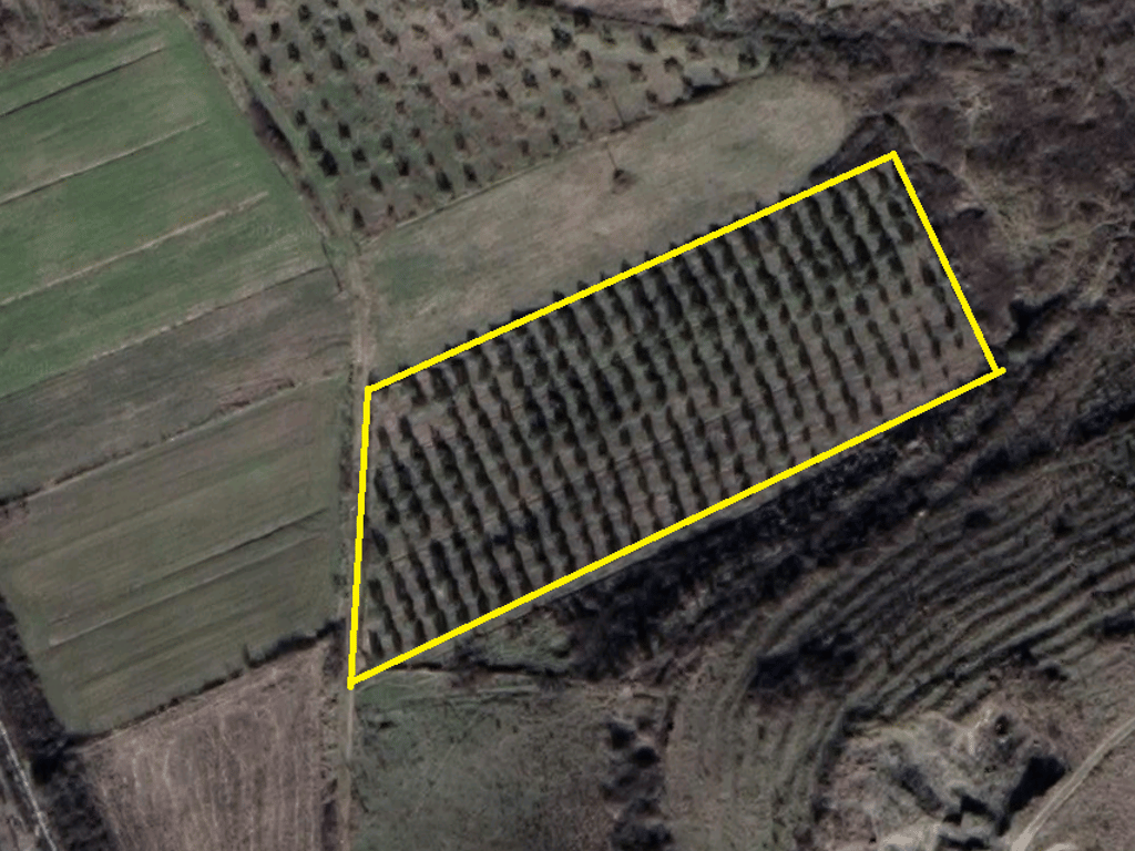 📌Shitet toke me 300 rrenje ullinj vetem 9.5 €/m²,Kryeluzaj(afer Goses se vogel),Kavaje