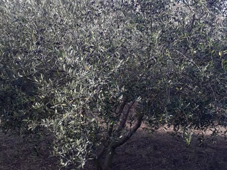 ⚡️Opportunity for agritourism⚡️ Fruit farm for sale with various crops, located 7 km from the Spillese beach, with a sea view.