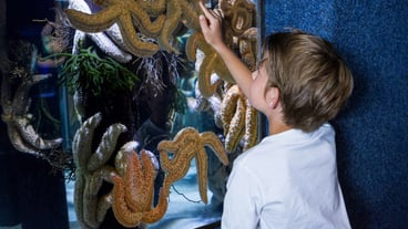 Young woman pointing a starfish-tank