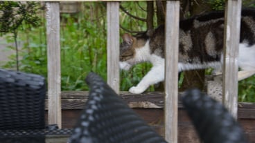 Cat relaxing on a fence