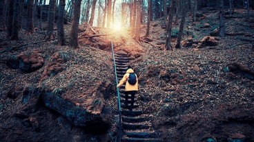 Rear view of person climbing on steps at forest
