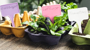 Multicolored reused egg trays with sprouts sustainable environmental gardening