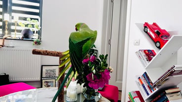 Green Indian Ringneck parrot stretching its wing while perched on a wooden stand