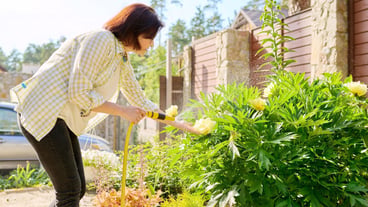 Middleaged woman watering garden flower beds from hose