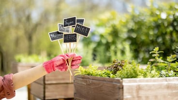 Holding wooden plates with inscriptions of plant names