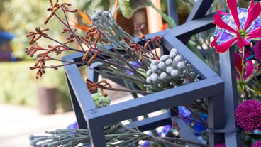 Brunia albiflora branch in a floral arrangement with blue wooden frames the use of exotic flowers
