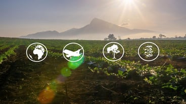 Tourism resources and agricultural learning Watermelon cultivation Watermelon planting area preparation