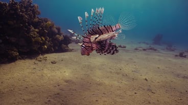 Coral reef, Underwater