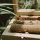Close-up of potted plant