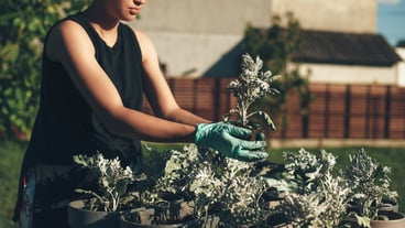 Concentrated caucasian woman potting flowers at home outside using gloves in a sunny summer day