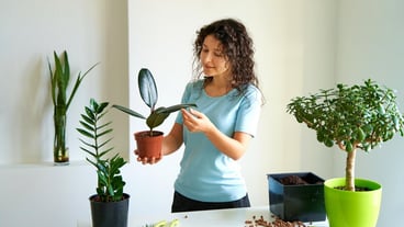 Household chores for transplanting flowers into a new pot. A young girl is engaged in flowers in a bright apartment.