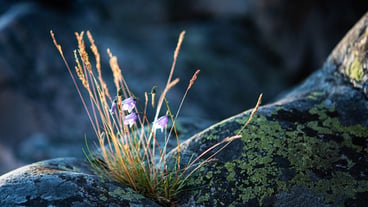 Flower and herb on gray stone mountain