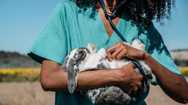 Veterinarian examining a bunny in a hay field