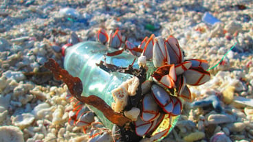 High angle view of crab on beach