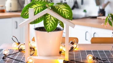 dieffenbachia in a pot in the interior of the house in the kitchen illuminated by garland lamps and miniature of house project with keys Potted plant in green house real estate rental insurance
