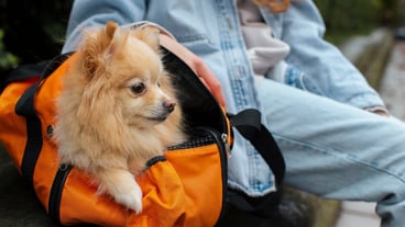 Side view owner sitting near dog