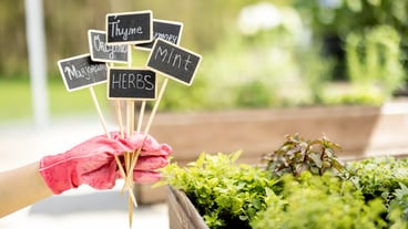 Holding wooden plates with inscriptions of plant names